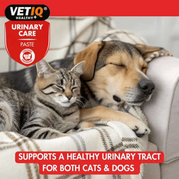 VETIQ Urinary Care Paste – Cranberry & Bladder Support Formula (100g, UK Brand)