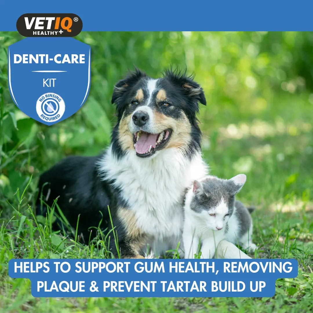 VENTIQ Health+ Denti Care Kit – Mint Toothpaste & Dual Brush Set (70g)
